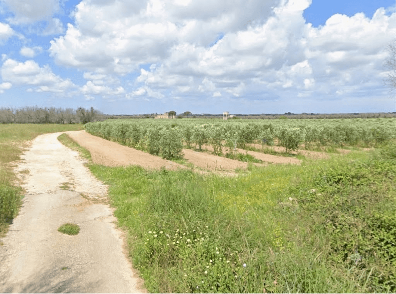 Olearia Murrone Società Agricola Srl