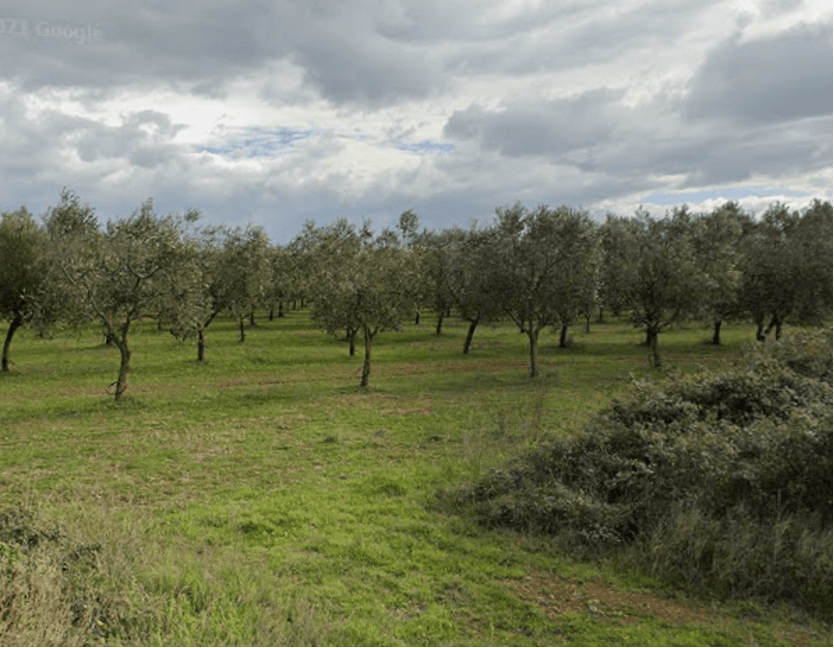 Masseria Stali Societa' Agricola Srl